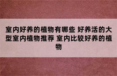 室内好养的植物有哪些 好养活的大型室内植物推荐 室内比较好养的植物